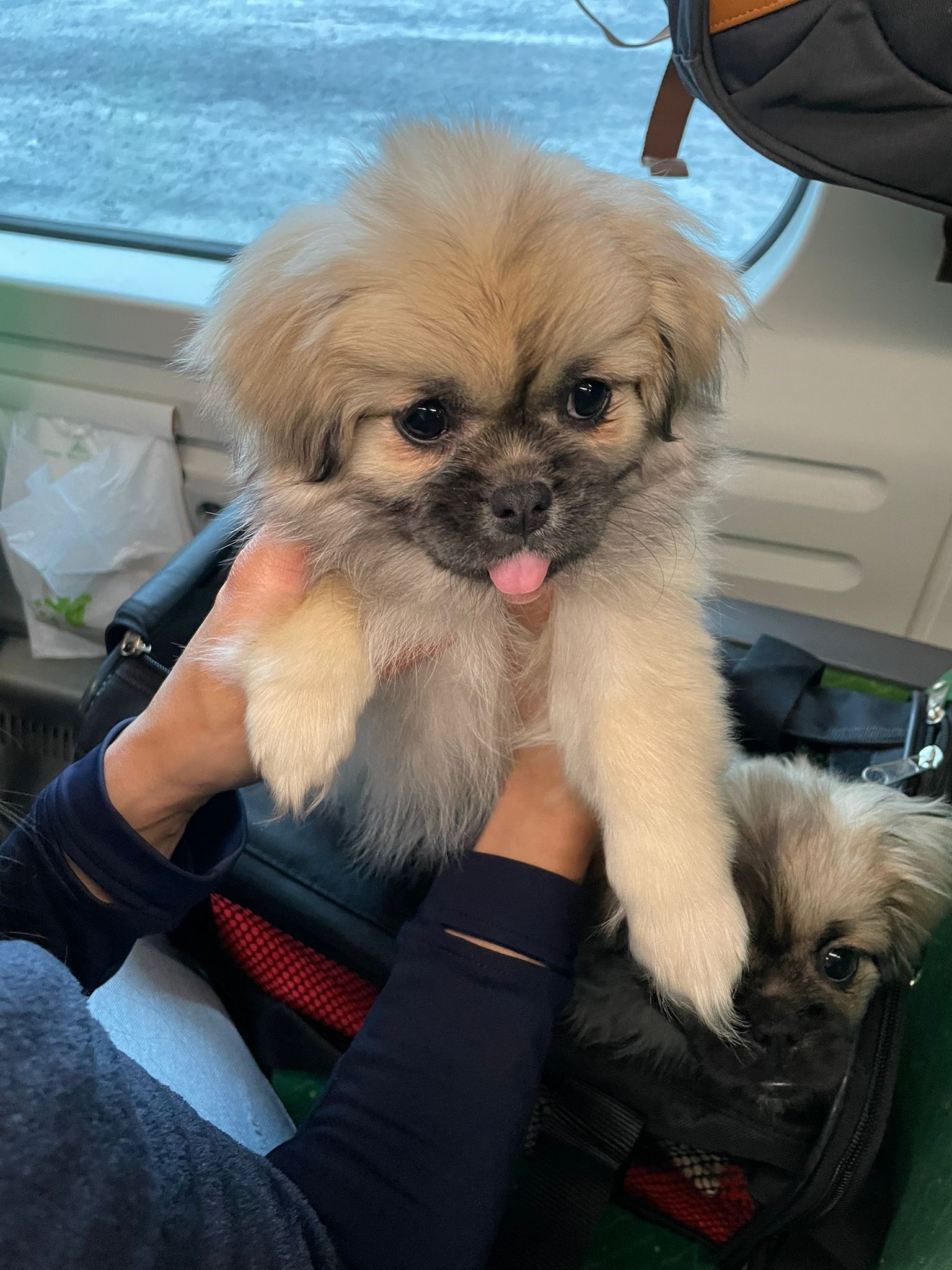 Say hello to LOLAAA SHES my new doggie